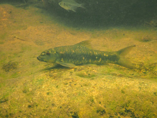 Oriental garra (Garra orientalis) — Cyprinidae — 5