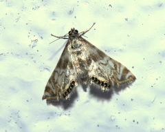 Petrophila canadensis