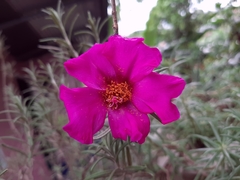 Portulaca