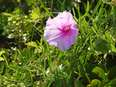 Ipomoea sagittata