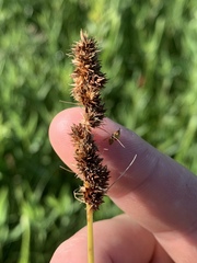 Carex annectens