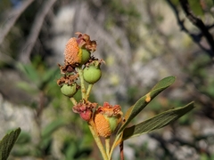 Gymnotelium blasdaleanum