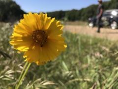 Coreopsis grandiflora