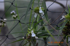 Leucas lavandulifolia