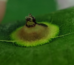 Phylloxera caryaefoliae
