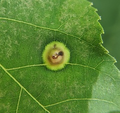 Phylloxera caryaefoliae