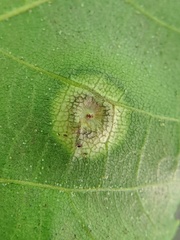 Phylloxera caryaefoliae
