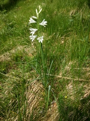 Paradisea liliastrum