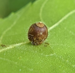 Caryomyia cilidolium