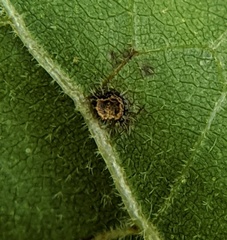 Caryomyia cilidolium