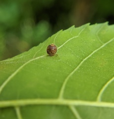 Caryomyia cilidolium