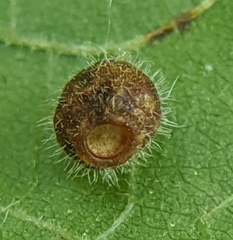 Caryomyia cilidolium