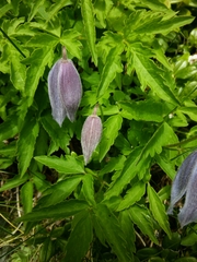 Clematis alpina
