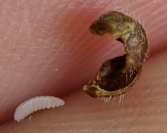 Caryomyia cilidolium