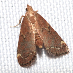 Hypsopygia intermedialis