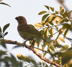Passerina cyanea