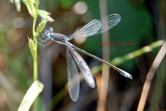 Lestes stultus