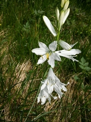 Paradisea liliastrum