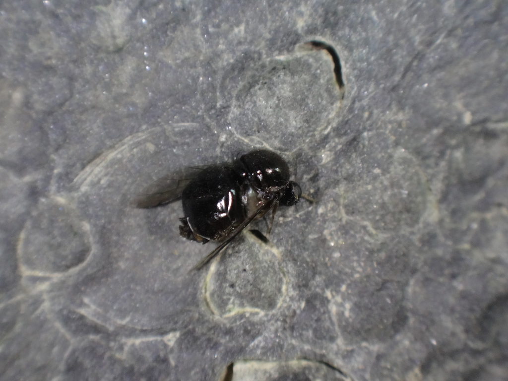 Acrocera bimaculata