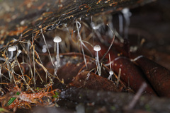Mycena maldea