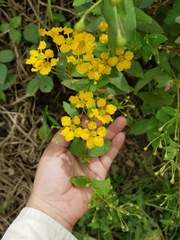 Gaudichaudia hexandra