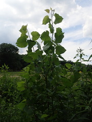 Populus deltoides deltoides