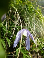 Clematis alpina