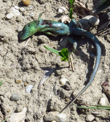 Lacerta agilis argus