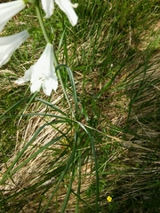 Paradisea liliastrum