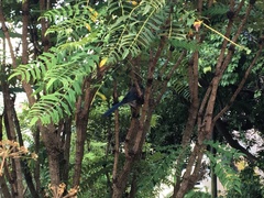 Aphelocoma californica