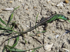 Lacerta agilis argus