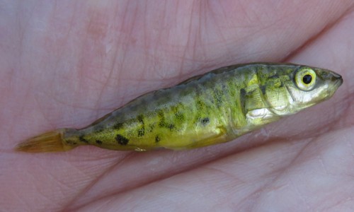 Blackspotted Stickleback
