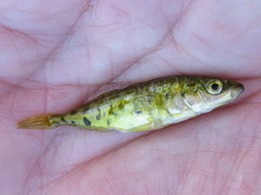Gasterosteus wheatlandi