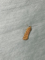 Spragueia jaguaralis