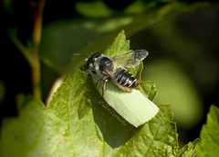Megachile frigida