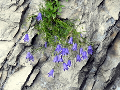 Campanula carnica