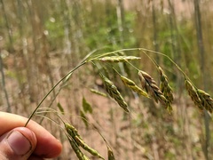 Bromus briziformis