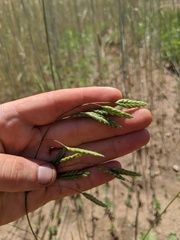 Bromus briziformis