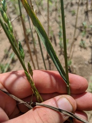 Bromus briziformis