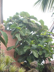 Ficus dammaropsis