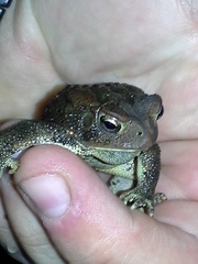 Anaxyrus americanus charlesmithi