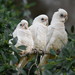 Little Corella - Photo (c) Dianne Clarke, some rights reserved (CC BY-NC), uploaded by Dianne Clarke