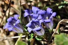 Gentiana affinis ovata