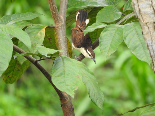 Bicolored Wren