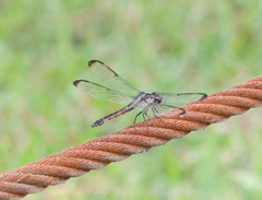 Libellula incesta