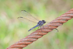 Libellula incesta