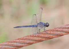 Libellula incesta