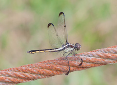 Libellula incesta