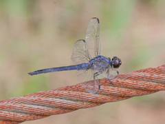 Libellula incesta