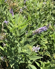 Orbexilum onobrychis